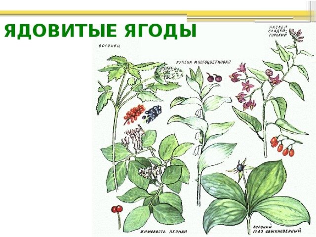 Ядовитые Лесные ягоды