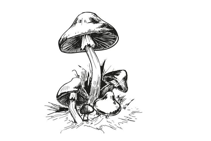 Бледная поганка рисунок