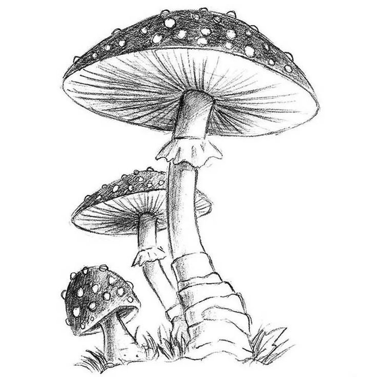 Рисунки грибов карандашом