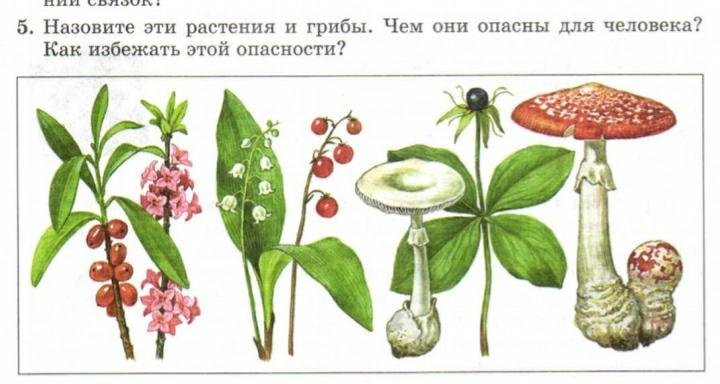 Ядовитые растения