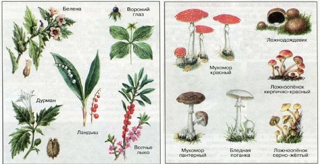 Лесные опасности, ядовитые грибы и растения.
