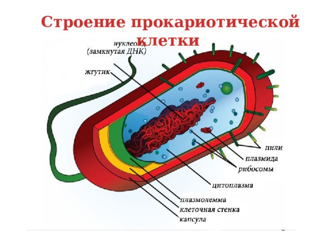 Схема строения прокариотической клетки