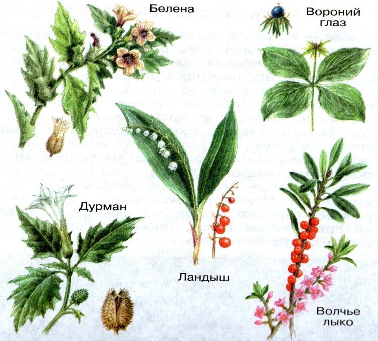 Растение белена Волчье лыко
