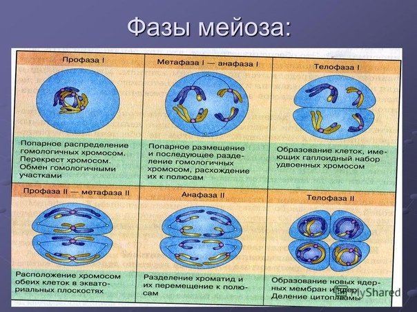 Фазы мейоза таблица 1 деление 2 деление