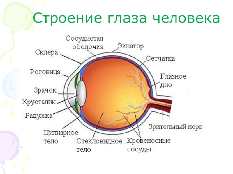 Строение глаза человека схема