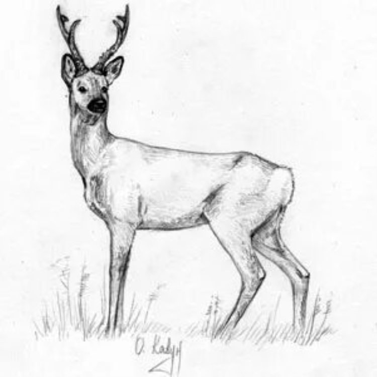 Косуля Сибирская