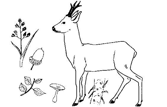 Косуля раскраска