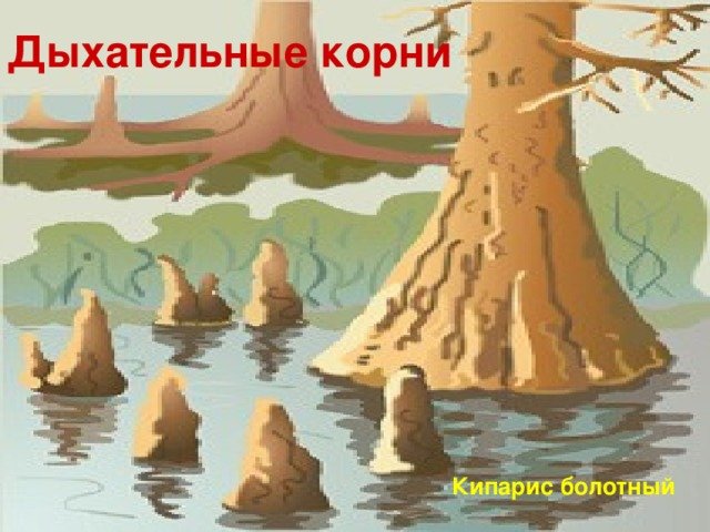 Болотный Кипарис пневматофор