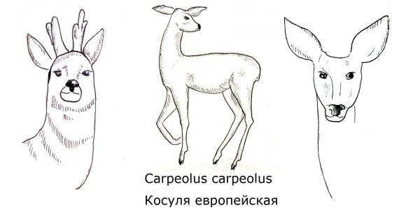 Косуля рисунок для детей