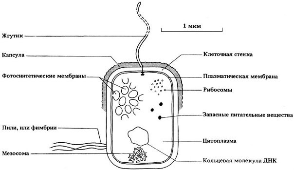 Клетка прокариот