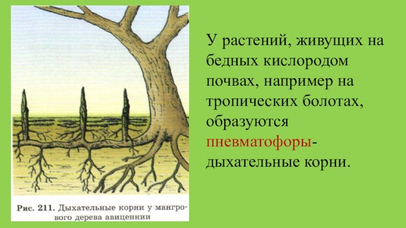 Дыхательные корни болотного кипариса