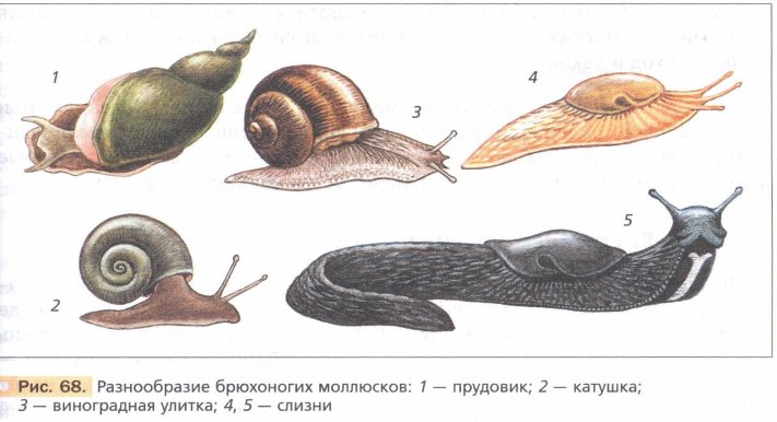 Раковина брюхоногого моллюска