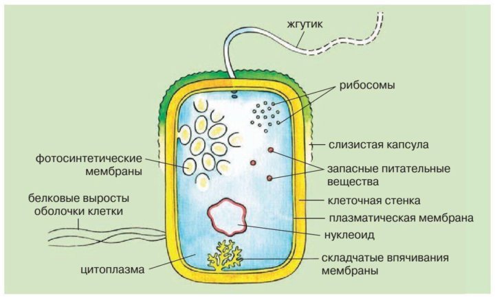 Схема строения прокариотической клетки