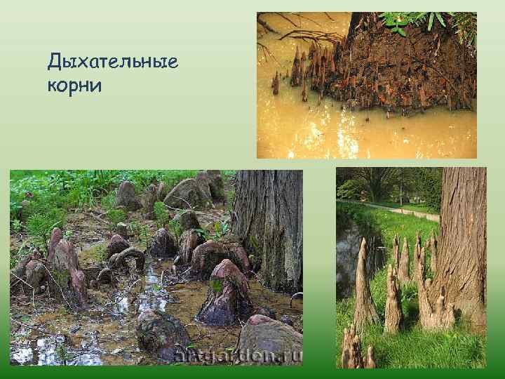 Болотный кипарисхательные корни