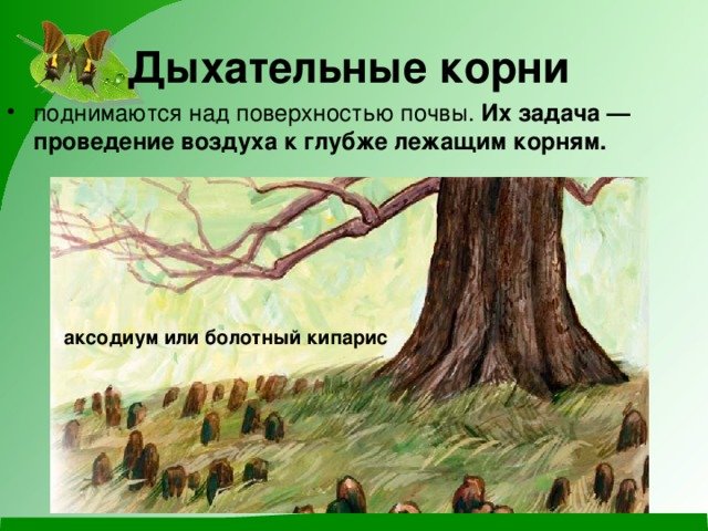 Дыхательные корни примеры