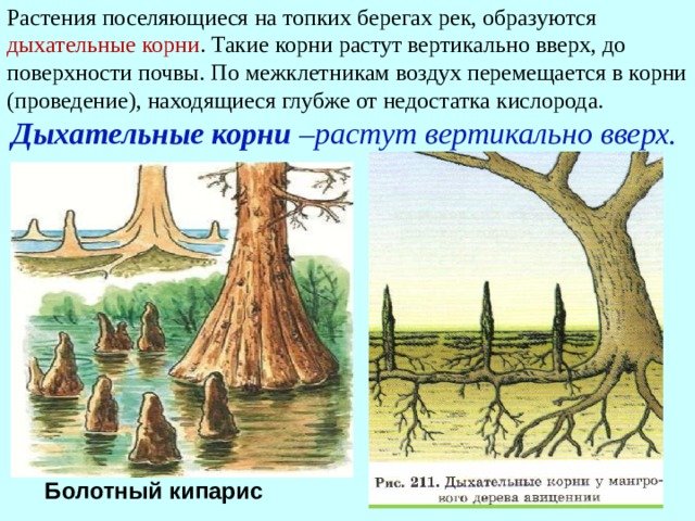 Дыхательные корни