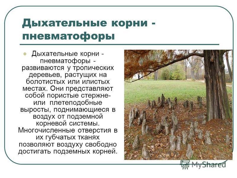Пневматофоры болотного кипариса