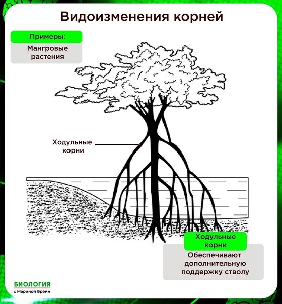 Ходульные корни рисунок