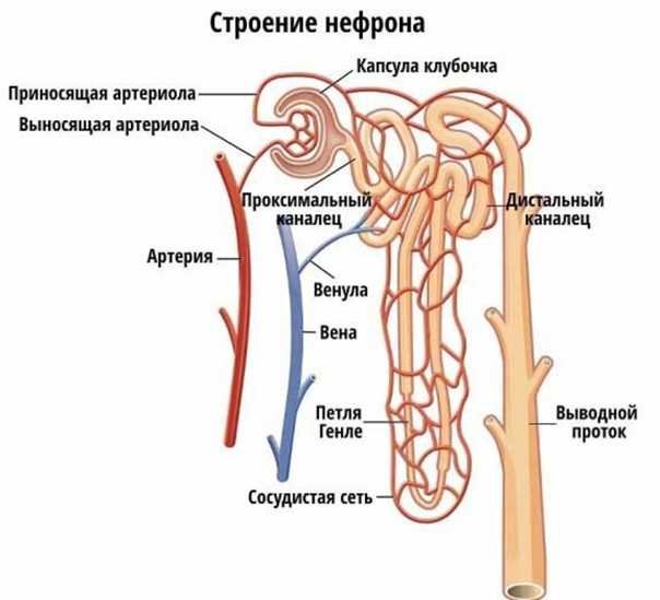 Строение канальца нефрона