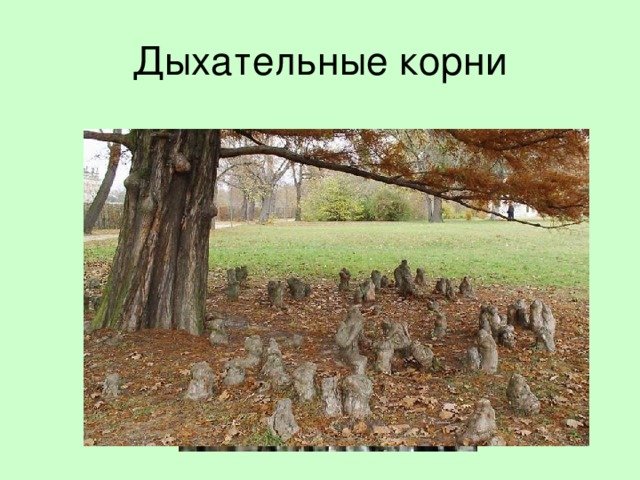 Дыхательные корни биология 6 класс