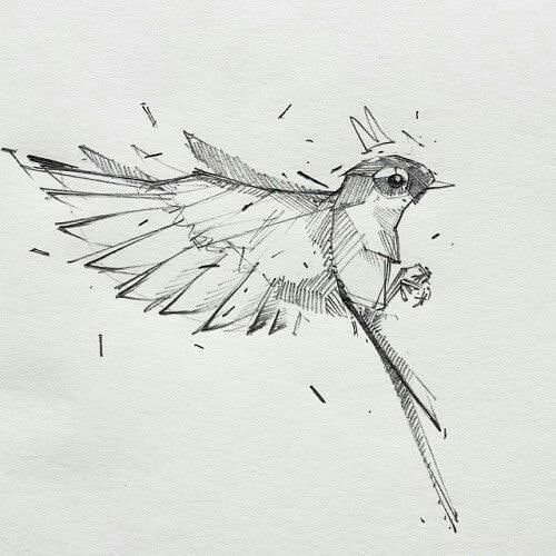 Зарисовки птиц