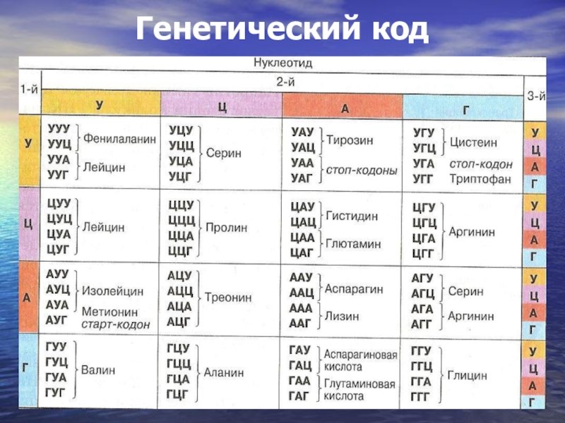 Таблица кодонов ДНК