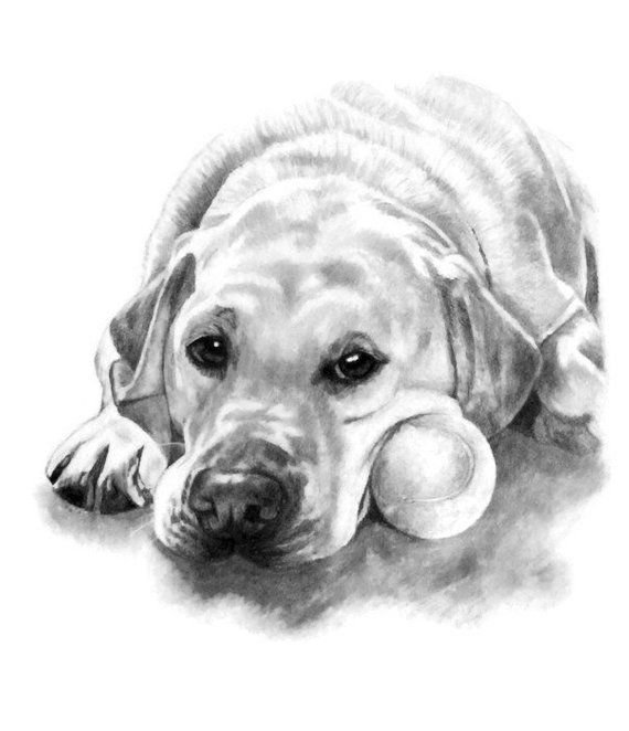 Эскиз собаки