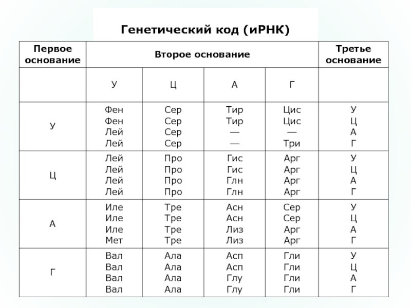 Таблица аминокислот по ИРНК ЕГЭ