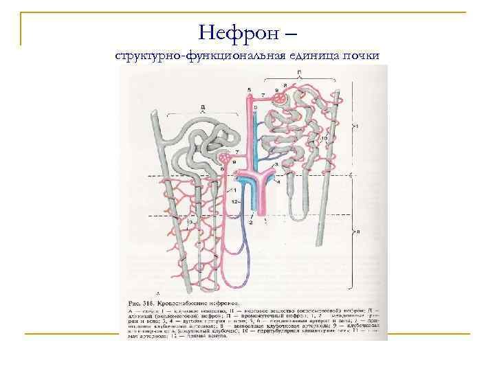 Кровоснабжение нефрона гистология