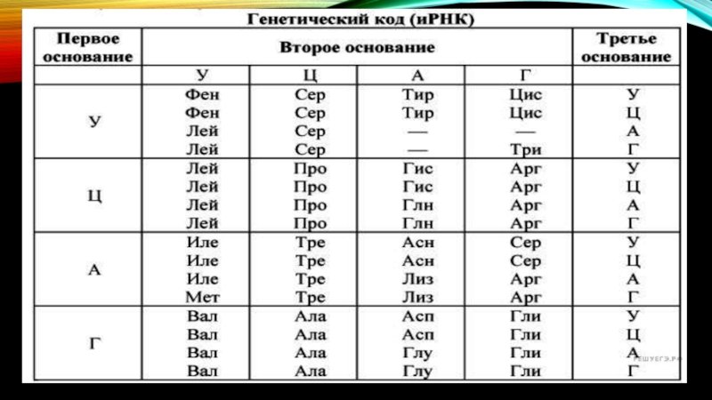 Таблица генетического кода РНК по биологии