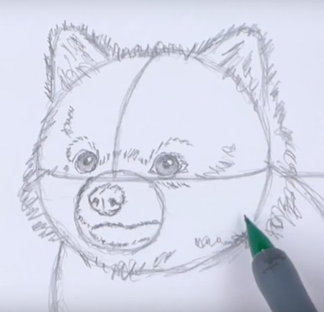 Шпиц для срисовки милые