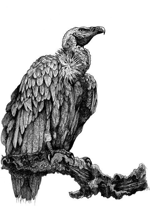 Стервятник тату