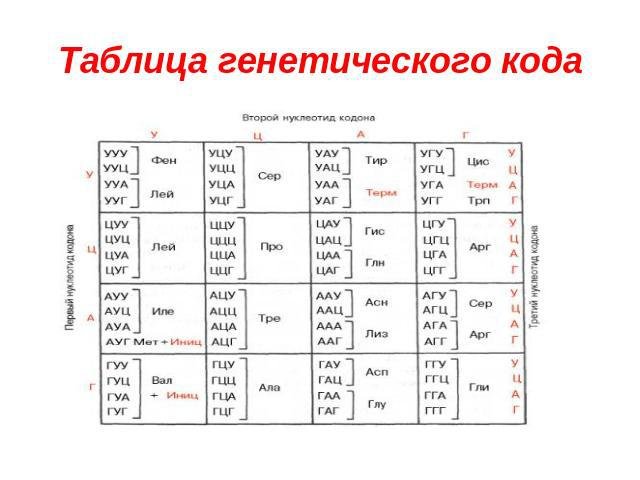 Таблица генетического кода из ЕГЭ по биологии