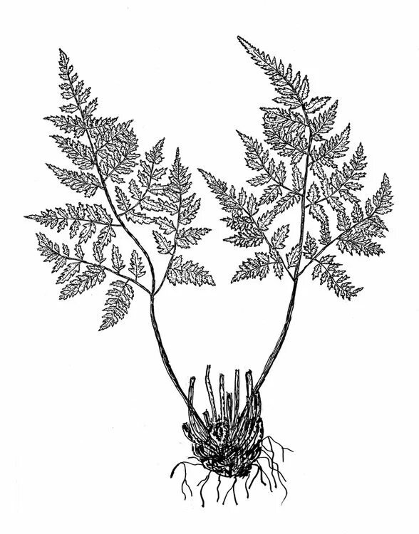 Щитовник гребенчатый (dryopteris cristata l.)