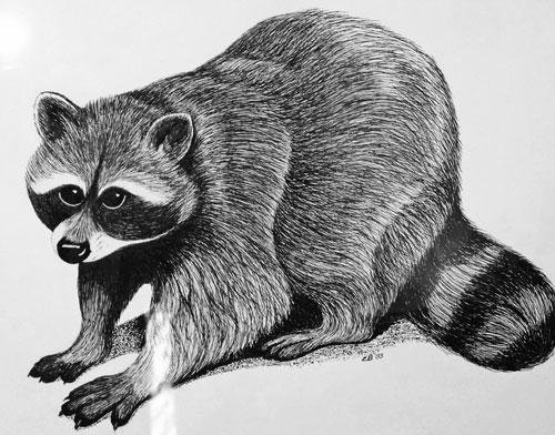 Енот для рисования