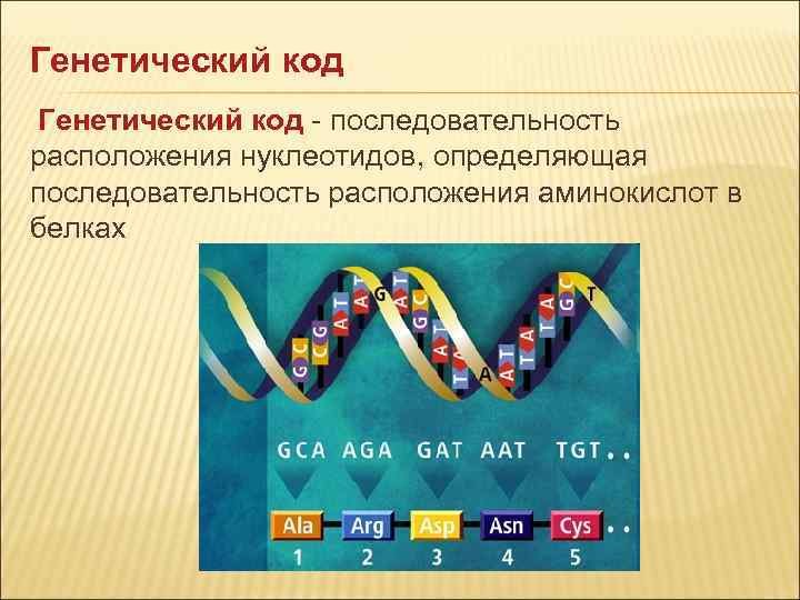 Генетический код