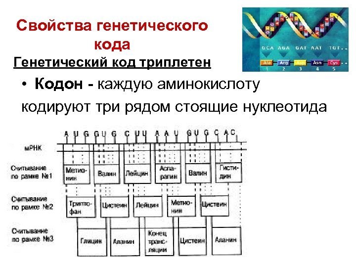 Основные признаки генетического кода