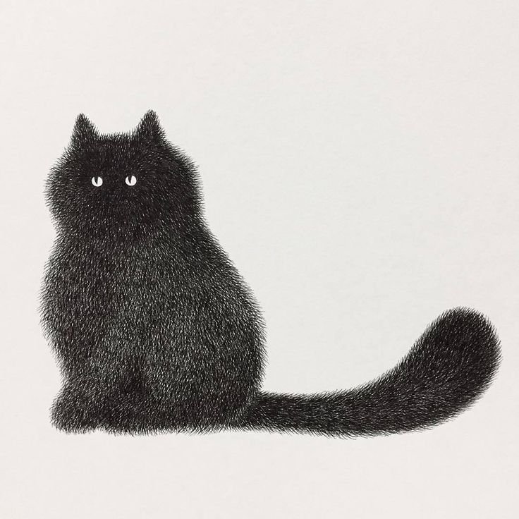 Чёрный кот