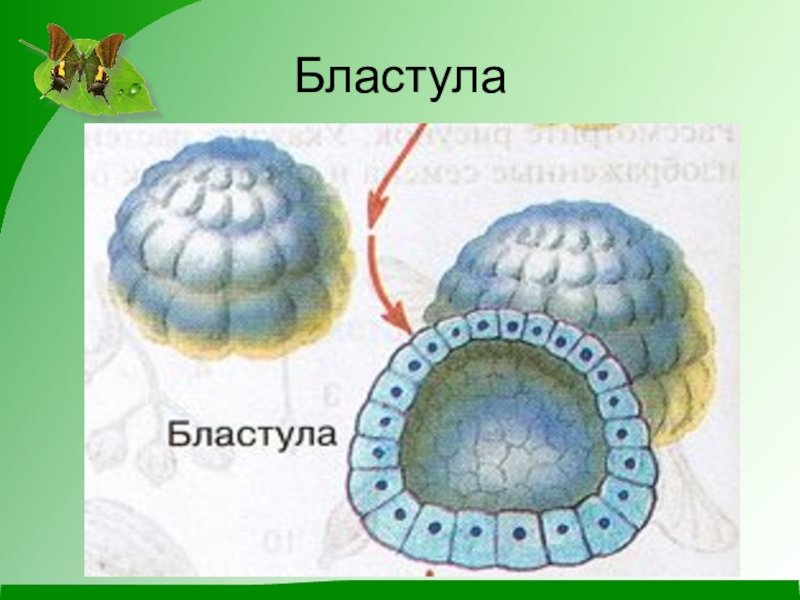 Бластула