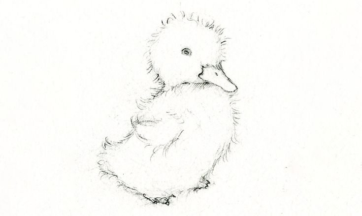 Рисунки утки для срисовки
