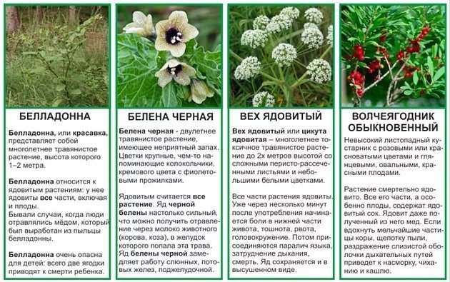 Ядовитые растения