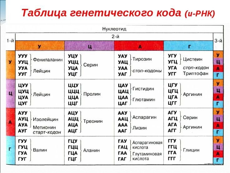 Генетический код триплет и РНК таблица