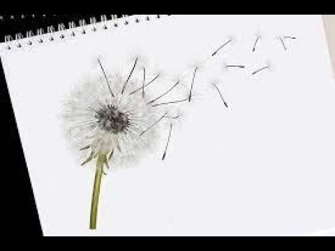 Dandelions Ruth