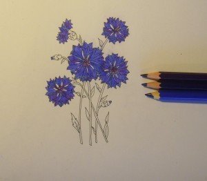 Василек цветок карандашом