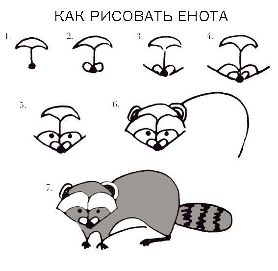 Как нарисовать енота