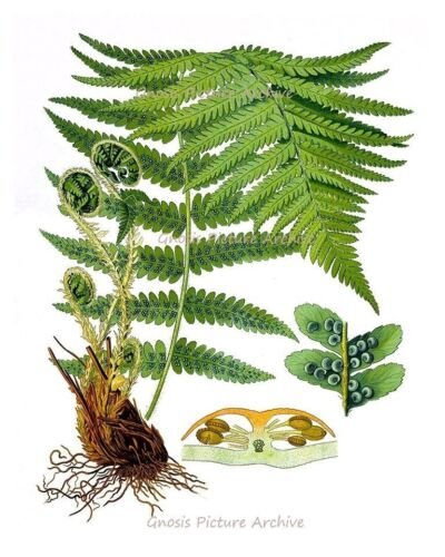 Dryopteris - Щитовник