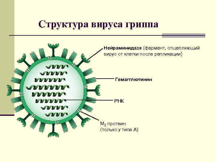 Структура вириона гриппа