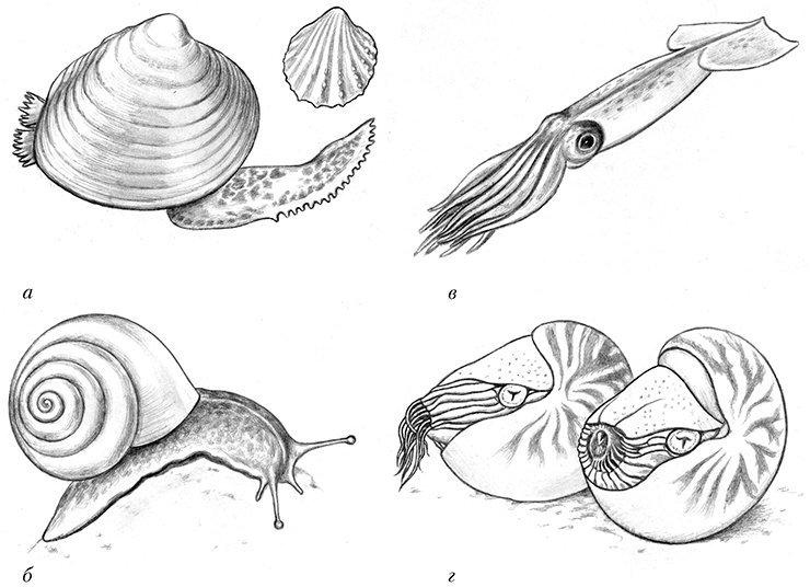 Рисунки моллюсков