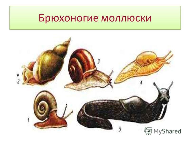 Биология 8 класс моллюски класс брюхоногие