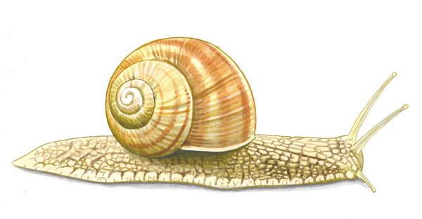 Виноградная улитка рисунок